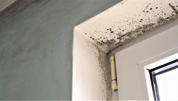 Dehumidification Services in Ocean Bluff Brant Rock, MA