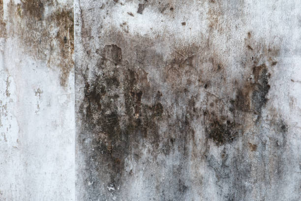 Best Biohazard Mold Removal  in Ocean Bluff Brant Rock, MA