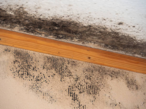 Best Industrial Mold Remediation  in Ocean Bluff Brant Rock, MA